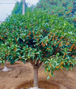 家里阳光不足怎么养花，选对植物种类，掌握养护技巧