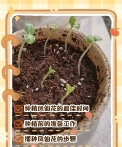 家里阳光不足怎么养花，选对植物种类，掌握养护技巧
