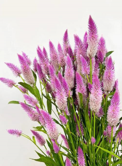 家里阳光不足怎么养花，选对植物种类，掌握养护技巧