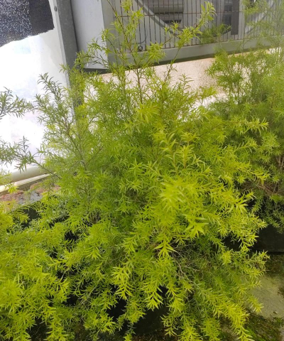 家里阳光不足怎么养花，选对植物种类，掌握养护技巧