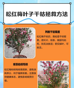 家里阳光不足怎么养花，选对植物种类，掌握养护技巧