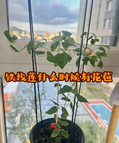 家里阳光不足怎么养花，选对植物种类，掌握养护技巧