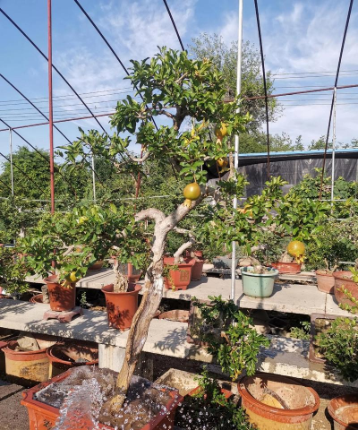 家里阳光不足怎么养花，选对植物种类，掌握养护技巧