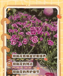 家里阳光不足怎么养花，选对植物种类，掌握养护技巧