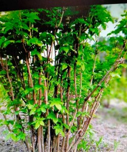 家里阳光不足怎么养花，选对植物种类，掌握养护技巧