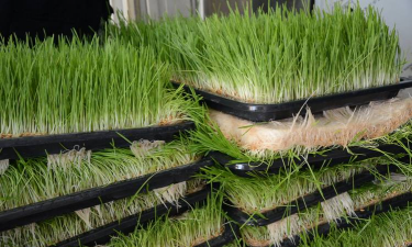 家里阳光不足怎么养花，选对植物种类，掌握养护技巧