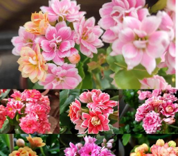 家里阳光不足怎么养花，选对植物种类，掌握养护技巧