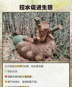 家里阳光不足怎么养花，选对植物种类，掌握养护技巧