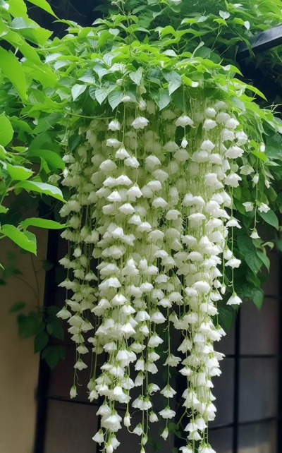 家里阳光不足怎么养花，选对植物种类，掌握养护技巧