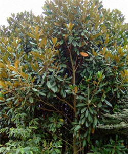 家里阳光不足怎么养花，选对植物种类，掌握养护技巧