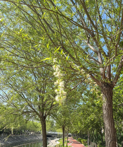 家里阳光不足怎么养花，选对植物种类，掌握养护技巧