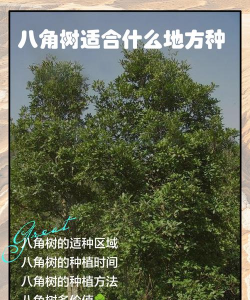 家里阳光不足怎么养花，选对植物种类，掌握养护技巧