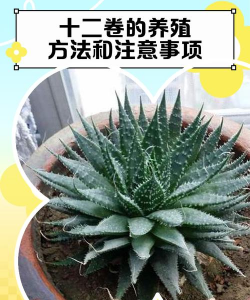 家里阳光不足怎么养花，选对植物种类，掌握养护技巧