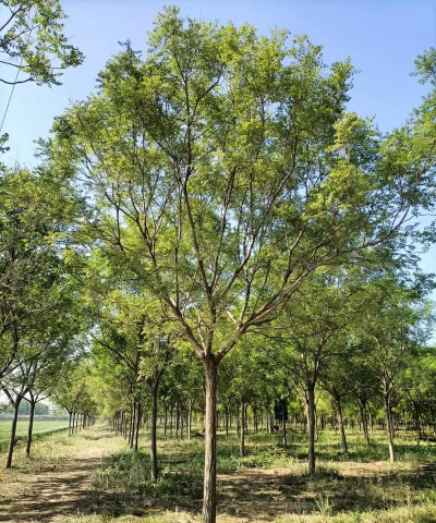 家里阳光不足怎么养花，选对植物种类，掌握养护技巧