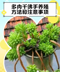 家里阳光不足怎么养花，选对植物种类，掌握养护技巧