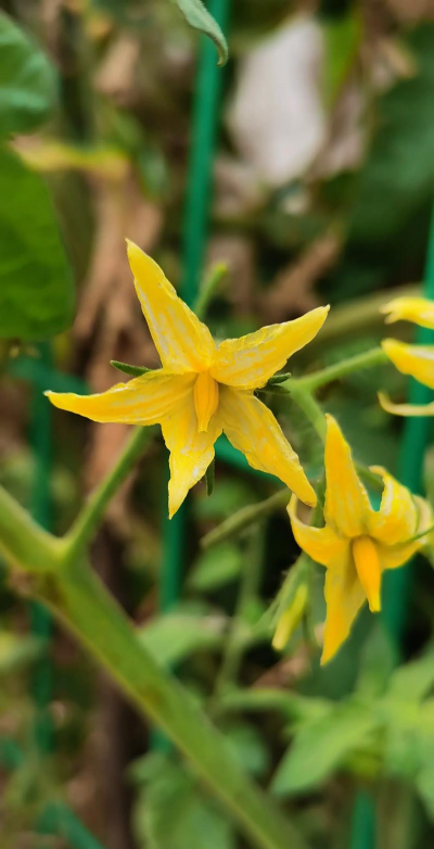 小众送妈妈的花有哪些花
