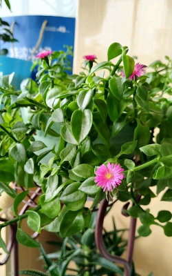 家里阳光不足怎么养花，选对植物种类，掌握养护技巧