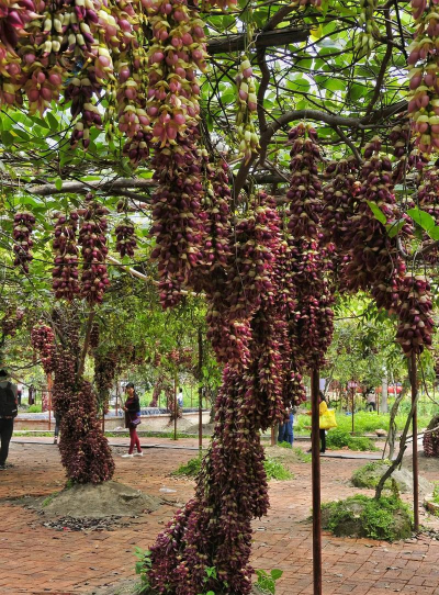家里阳光不足怎么养花，选对植物种类，掌握养护技巧