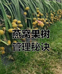 家里阳光不足怎么养花，选对植物种类，掌握养护技巧