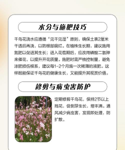 家里阳光不足怎么养花，选对植物种类，掌握养护技巧