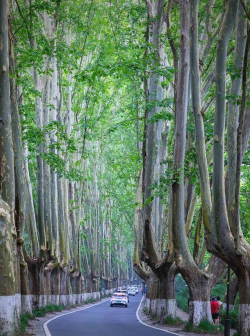 家里阳光不足怎么养花，选对植物种类，掌握养护技巧