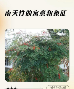 家里阳光不足怎么养花，选对植物种类，掌握养护技巧