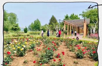 家里阳光不足怎么养花，选对植物种类，掌握养护技巧