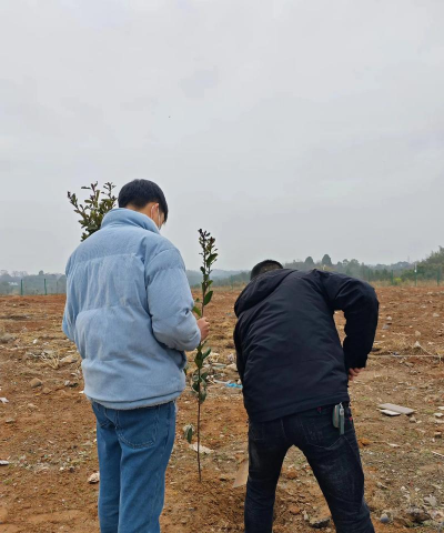 家里阳光不足怎么养花，选对植物种类，掌握养护技巧
