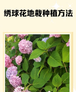 家里阳光不足怎么养花，选对植物种类，掌握养护技巧
