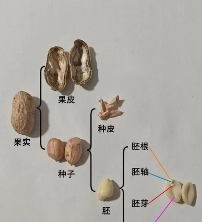 家里阳光不足怎么养花，选对植物种类，掌握养护技巧