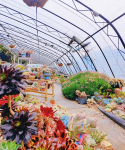 家里阳光不足怎么养花，选对植物种类，掌握养护技巧