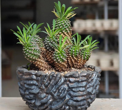 家里阳光不足怎么养花，选对植物种类，掌握养护技巧