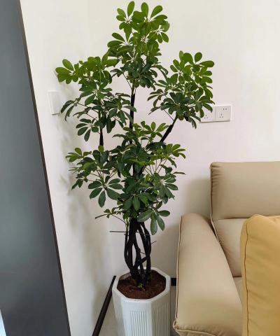 家里阳光不足怎么养花，选对植物种类，掌握养护技巧