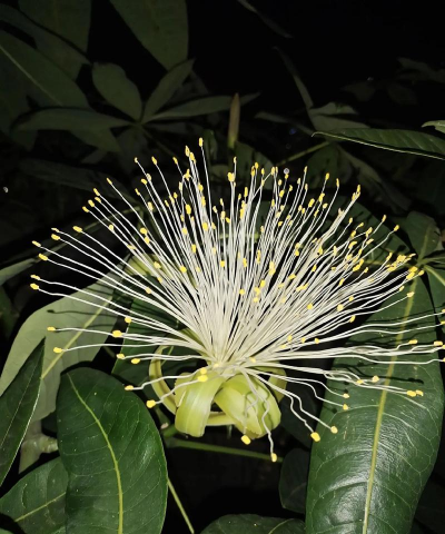 家里阳光不足怎么养花，选对植物种类，掌握养护技巧