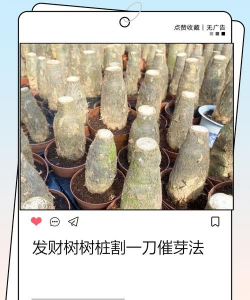 家里阳光不足怎么养花，选对植物种类，掌握养护技巧