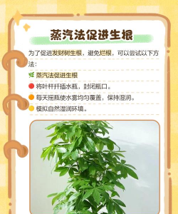 家里阳光不足怎么养花，选对植物种类，掌握养护技巧
