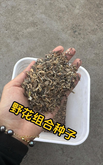 家里阳光不足怎么养花，选对植物种类，掌握养护技巧
