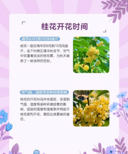 家里阳光不足怎么养花，选对植物种类，掌握养护技巧