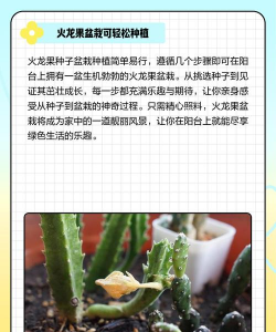 家里阳光不足怎么养花，选对植物种类，掌握养护技巧