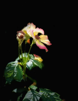 家里阳光不足怎么养花，选对植物种类，掌握养护技巧