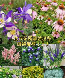 家里阳光不足怎么养花，选对植物种类，掌握养护技巧