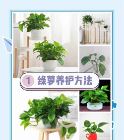 种植绿萝盆子怎么种植的 种植绿萝盆子怎么种植的