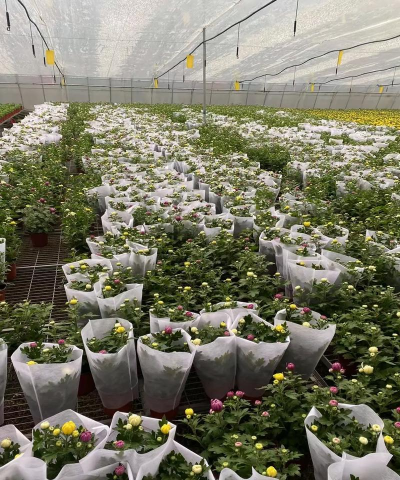 家里阳光不足怎么养花，选对植物种类，掌握养护技巧