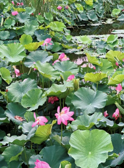 家里阳光不足怎么养花，选对植物种类，掌握养护技巧