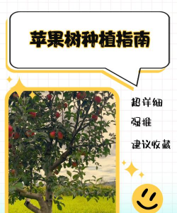 家里阳光不足怎么养花，选对植物种类，掌握养护技巧