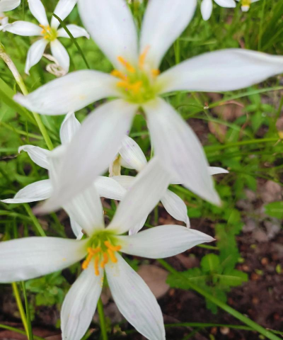 家里阳光不足怎么养花，选对植物种类，掌握养护技巧