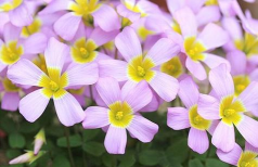 小众送妈妈的花有哪些花