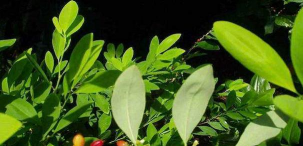 家里阳光不足怎么养花，选对植物种类，掌握养护技巧