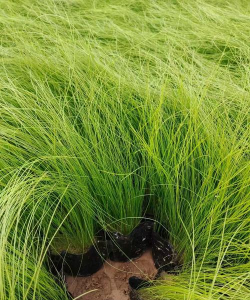 家里阳光不足怎么养花，选对植物种类，掌握养护技巧