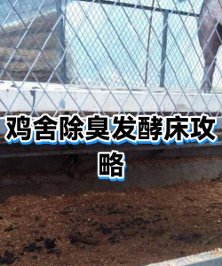 家里阳光不足怎么养花，选对植物种类，掌握养护技巧